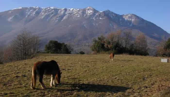 Viladrau, itineraris i rutes. Castanyer de les 9 branques