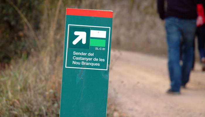 Viladrau, itineraris i rutes. Castanyer de les 9 branques