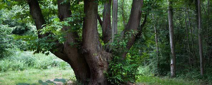 Viladrau, Castayner de les nou branques