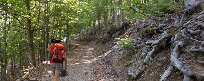 Bosques de Viladrau