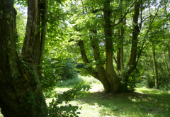 Viladrau, itineraris i rutes. Castanyer de les 9 branques