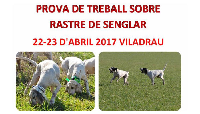 Viladrau Prova de treball sobre rastre de senglar