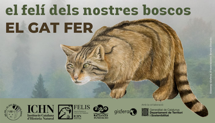 Viladrau El gat fer, el felí dels nostres boscos