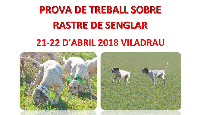 Viladrau Prova de treball sobre rastre de senglar